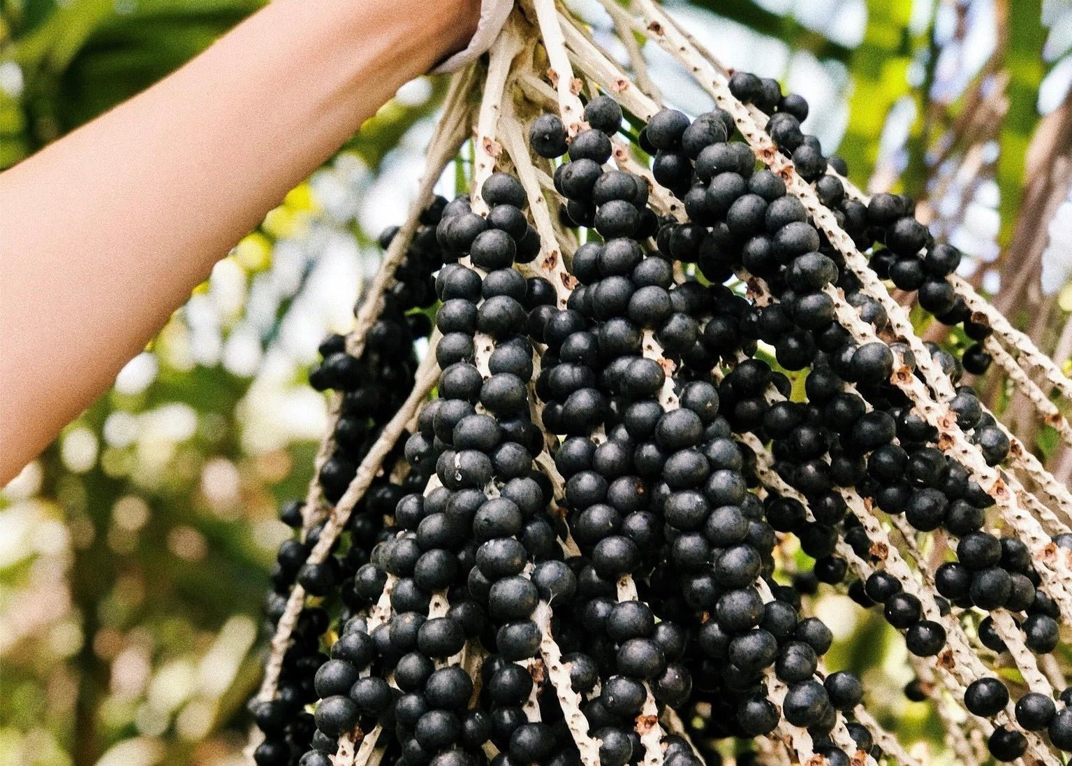 Acai Extract: Antioxidant Powerhouse for Vibrant Skin - Amala