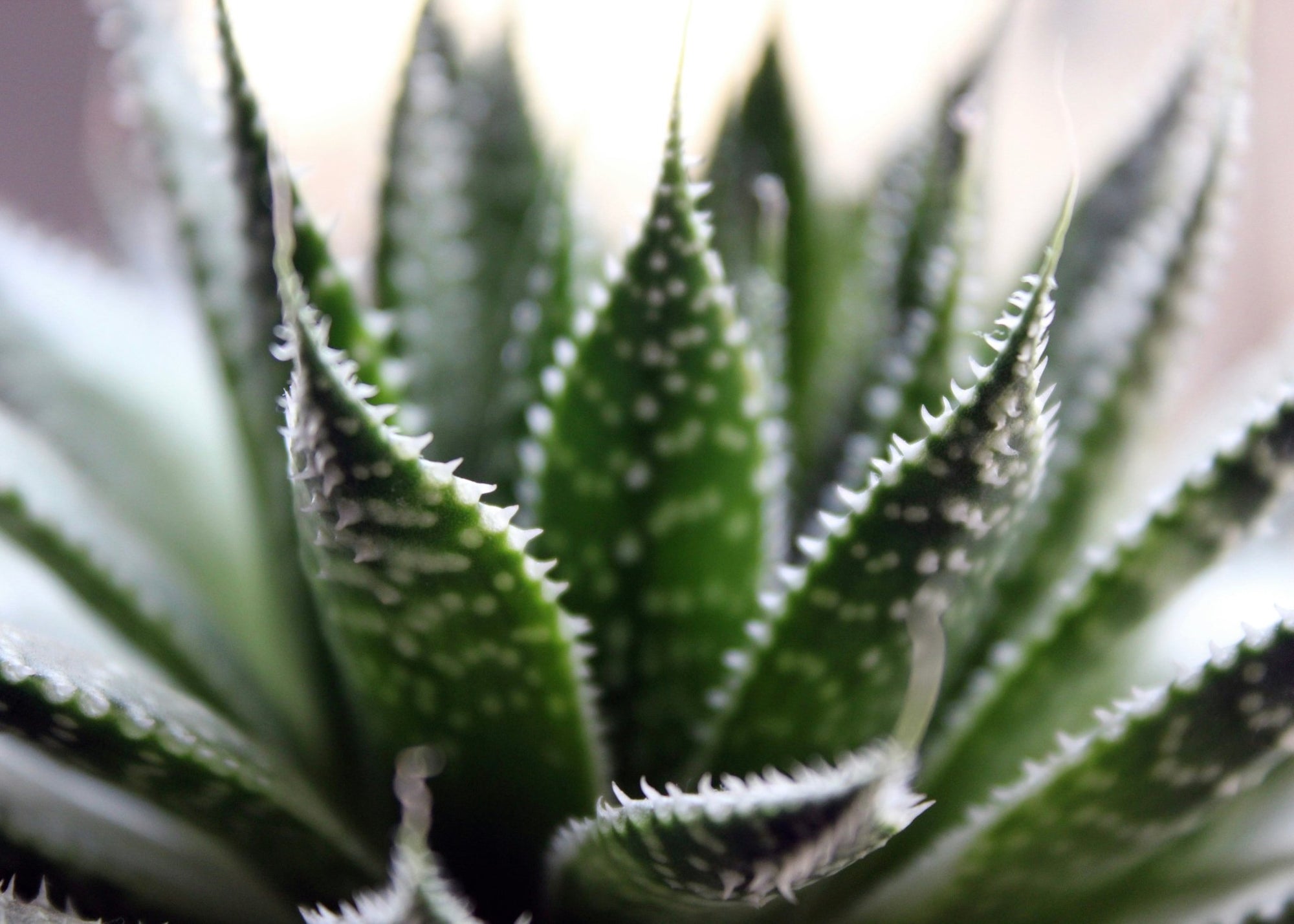 Aloe Vera for Wrinkles: Natural Anti-Aging Benefits - Amala