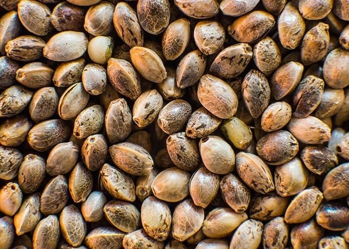 Guide to Using Hemp Seed Oil for Skin: Techniques and Benefits - Amala