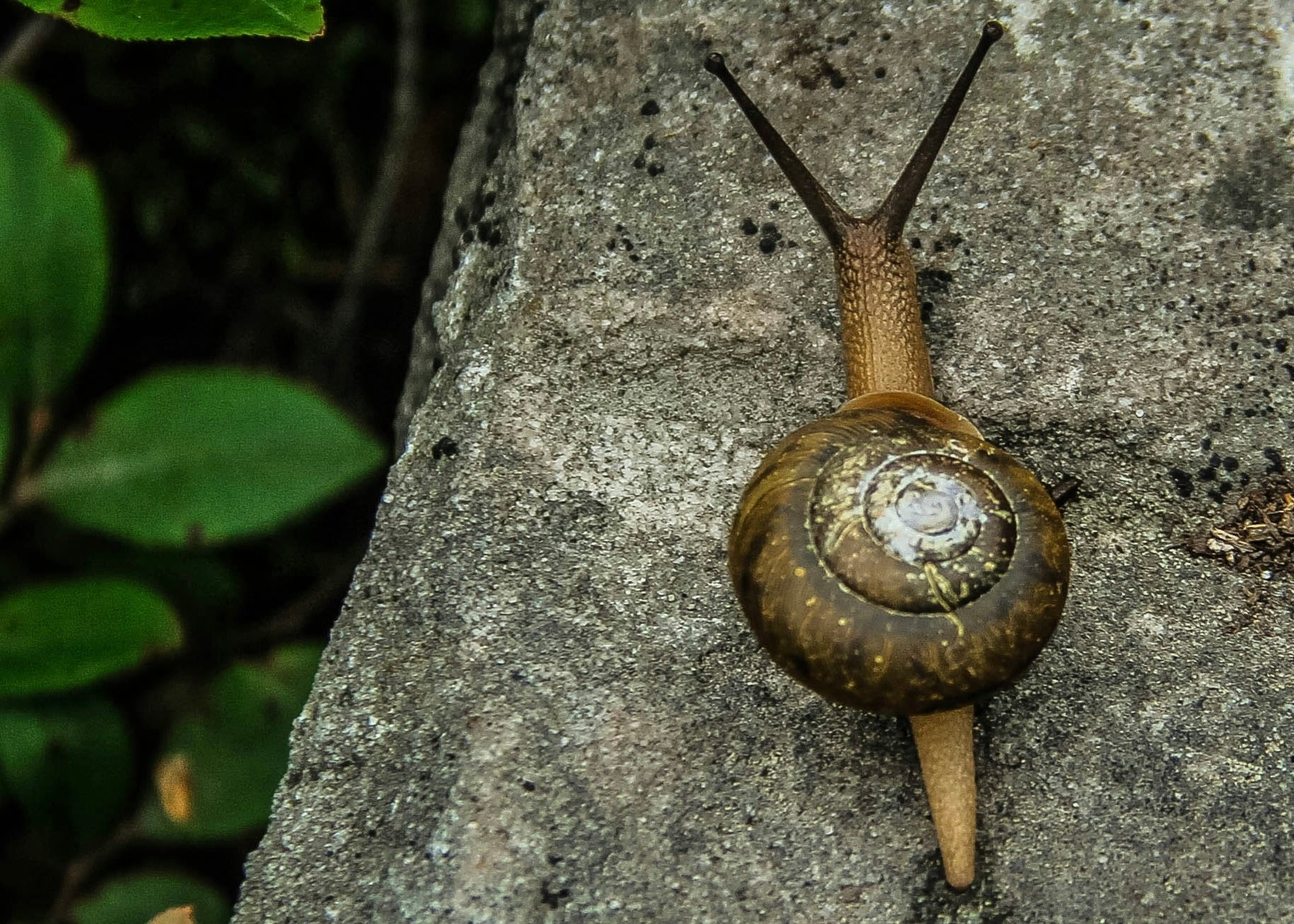 Layering Snail Mucin and Hyaluronic Acid - Amala