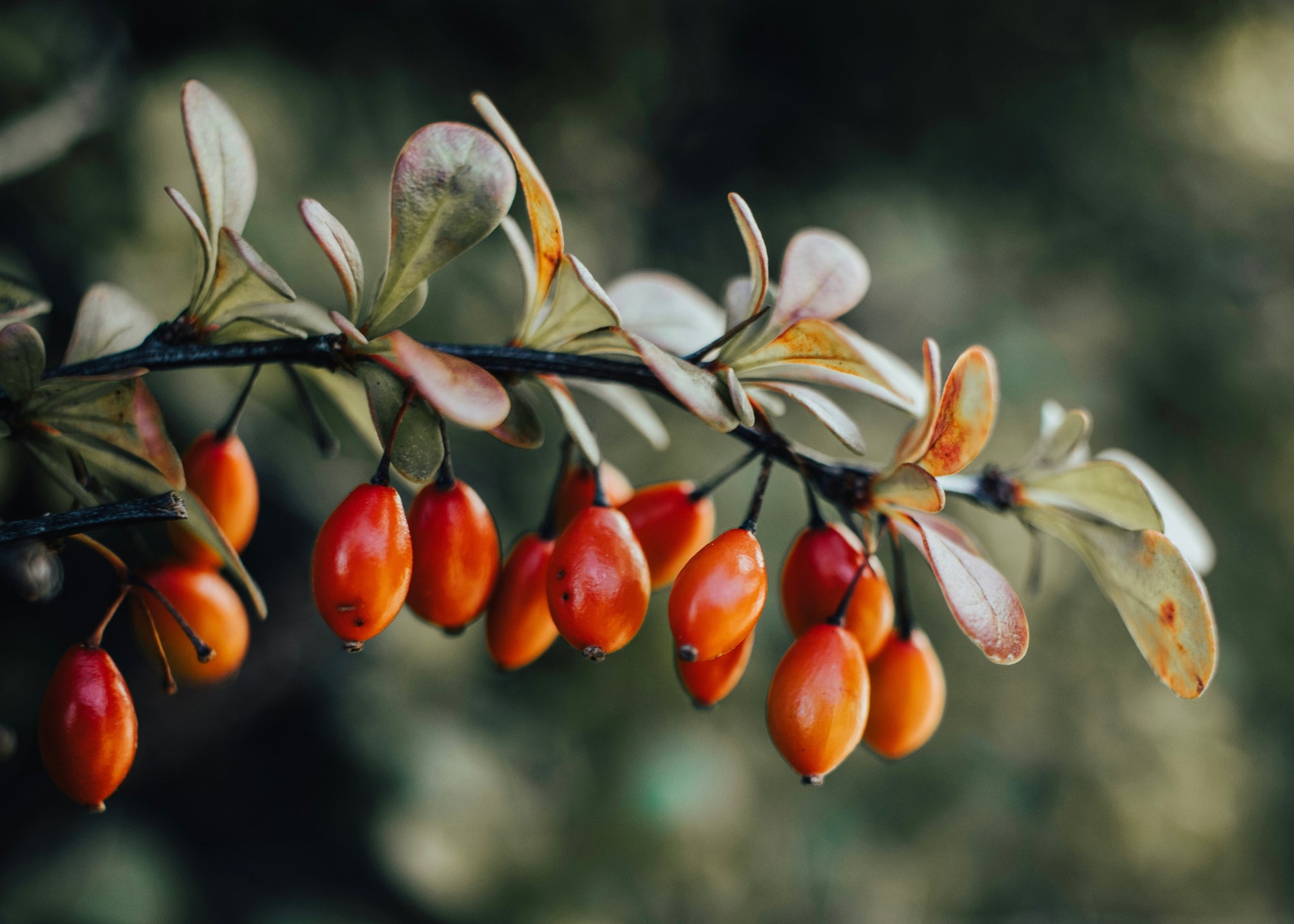 Is Rosehip Oil a Natural Retinol? Comparing Benefits and Uses