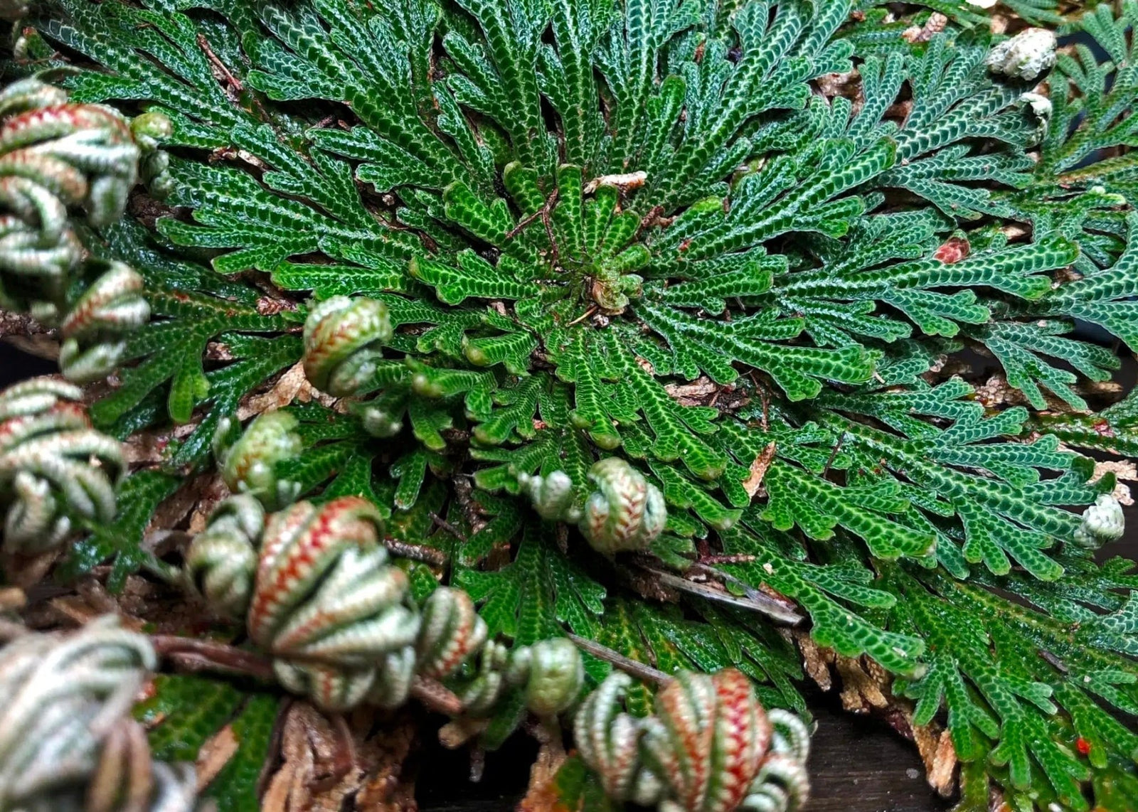 Nature’s Most Powerful Skin Rehydrator&nbsp; - Amala