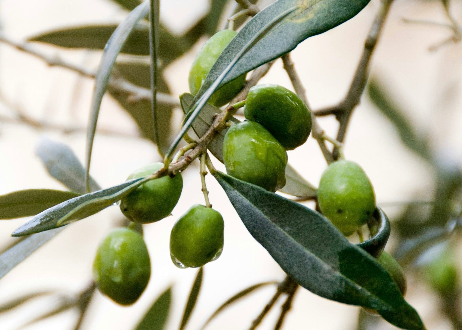 Powered By Nature - Amala