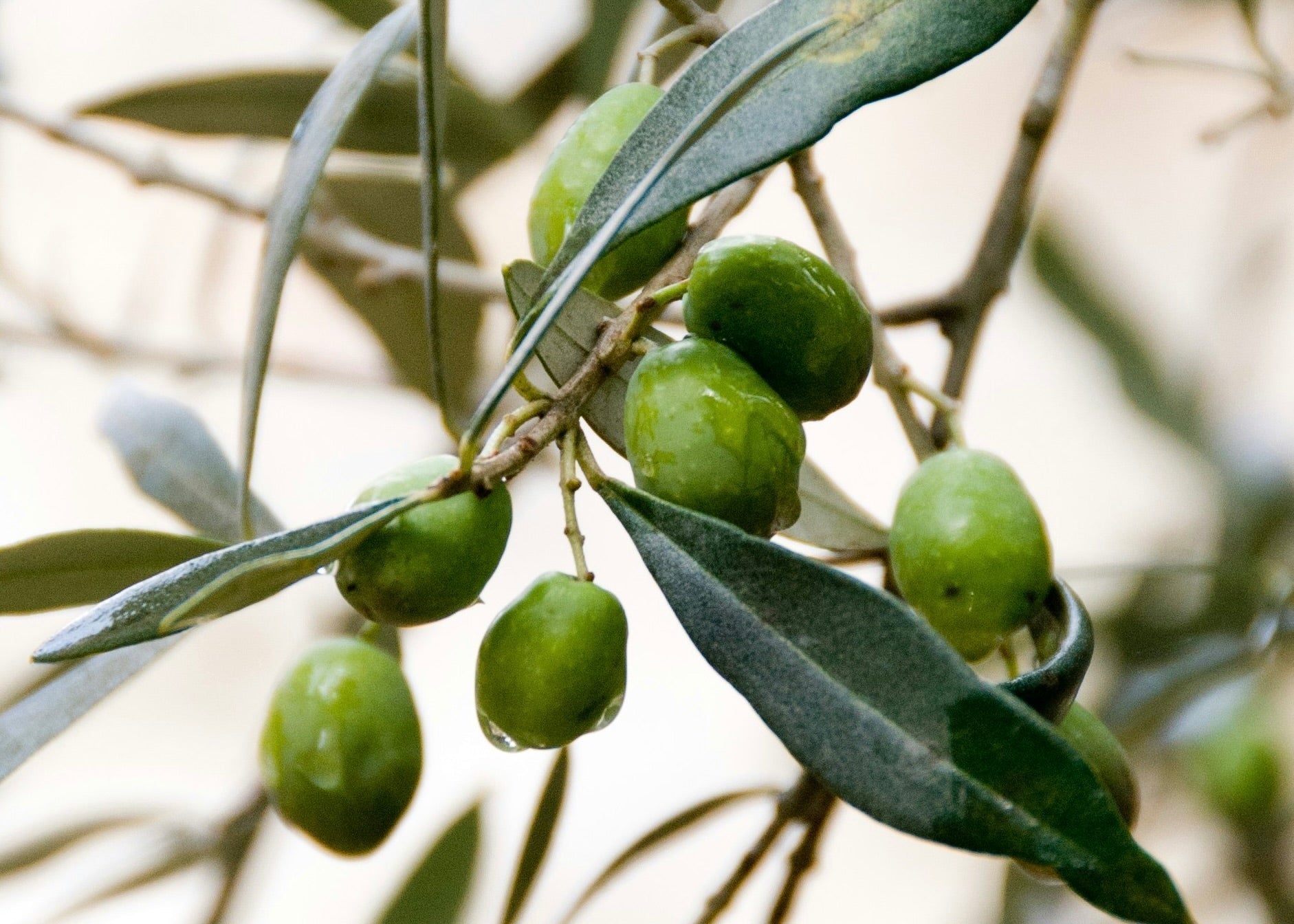 Powered By Nature - Amala