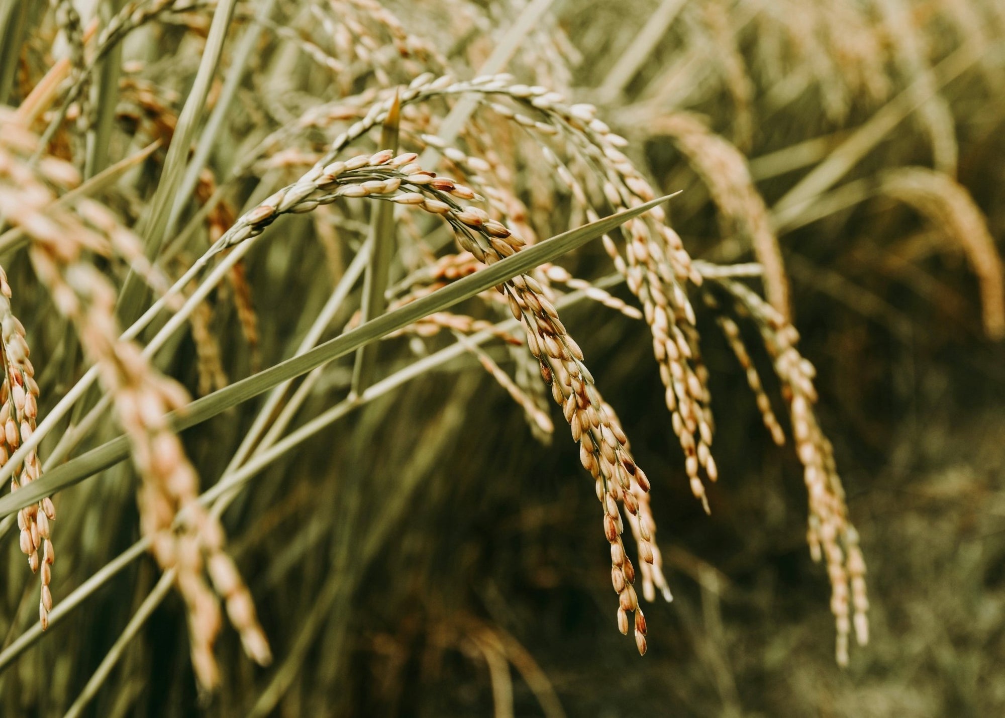 The Benefits of Rice Water for Skin - Amala